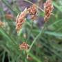 carex_duriuscula_c._a._mey._subsp._rigescens_franch._s._y._liang_et_y._c._tang.jpg