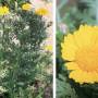 chrysanthemum_coronarium_l..jpg