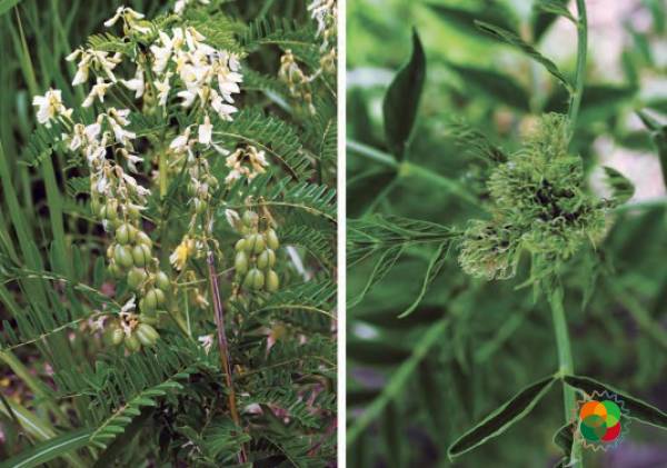 蒙古黄耆（Astragalus membranaceus）© 韩广轩等（2020）