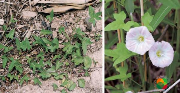 旋花（Calystegia sepium）© 韩广轩等（2020）