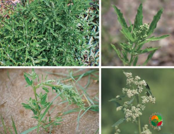 小藜（Chenopodium serotinum）© 韩广轩等（2020）