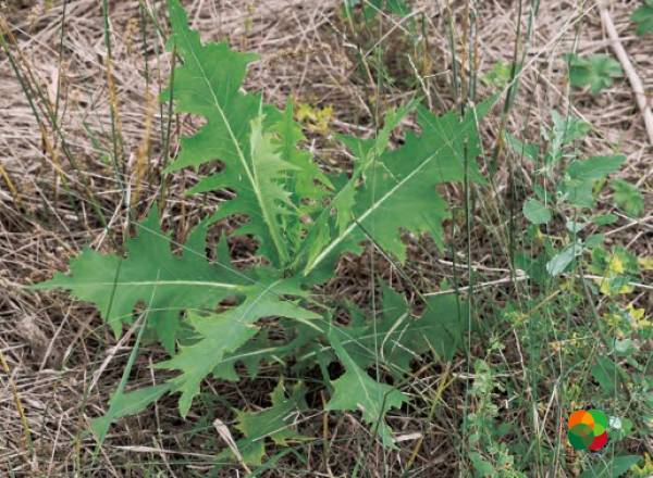 多裂翅果菊（Pterocypsela laciniata）© 韩广轩等（2020）