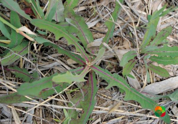 苣荬菜（Sonchus arvensis）© 韩广轩等（2020）