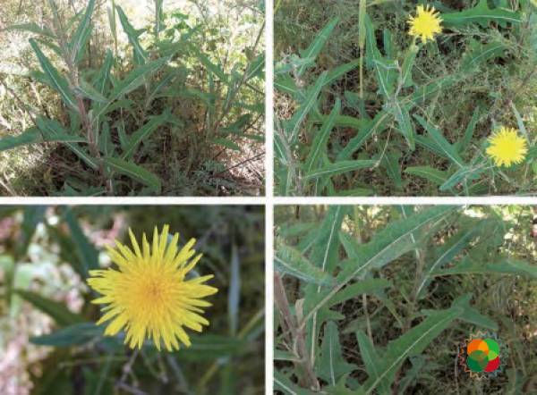 长裂苦苣菜（Sonchus brachyotus）© 韩广轩等（2020）