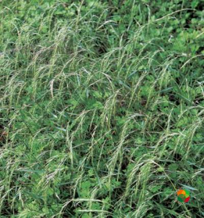 鹅观草（Roegneria kamoji）© 韩广轩等（2020）