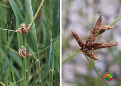 扁秆藨草（Scirpus planiculmis）© 韩广轩等（2020）