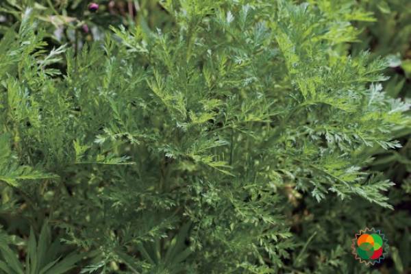 青蒿（Artemisia carvifolia）© 韩广轩等（2020）