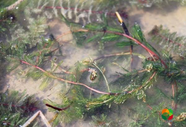 穗状狐尾藻（Myriophyllum spicatum）© 韩广轩等（2020）