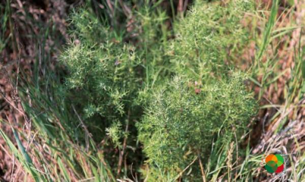 莳萝蒿（Artemisia anethoides）© 韩广轩等（2020）