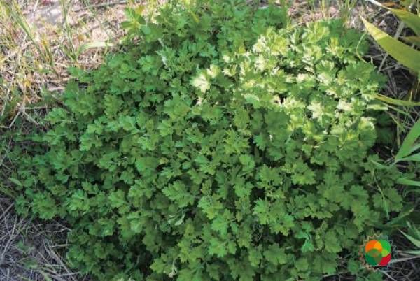 野艾蒿（Artemisia lavandulaefolia）© 韩广轩等（2020）