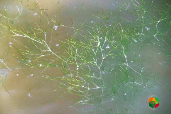 川蔓藻（Ruppia maritima）© 韩广轩等（2020）